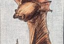 La chauve-souris : entre peur, mystères et croyances La chauve-souris : entre peur, mystères et croyances