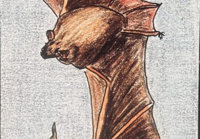 La chauve-souris : entre peur, mystères et croyances La chauve-souris : entre peur, mystères et croyances