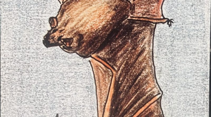 La chauve-souris : entre peur, mystères et croyances La chauve-souris : entre peur, mystères et croyances