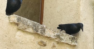 Le corbeau Le corbeau