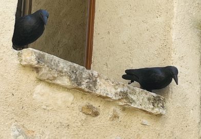 Le corbeau Le corbeau